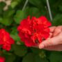 Geranium – Calliope Large Orange Splash – 10″ Hanging Basket